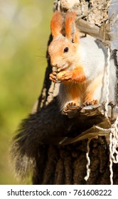 squirrel in the autumn park - Shutterstock ID 761608222