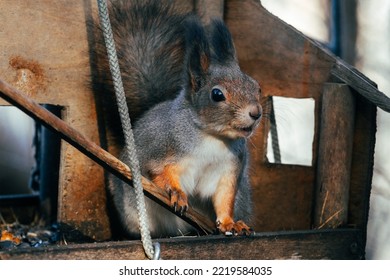 A Squirrel In An Autumn Park Sits In A Ruined Bird Feeder And Smiles.