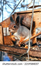 A Squirrel In An Autumn Park Sits In A Ruined Bird Feeder And Shows A Thumbs Up.