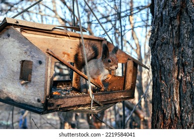 A Squirrel In An Autumn Park Sits In A Ruined Bird Feeder And Shows A Thumbs Up.