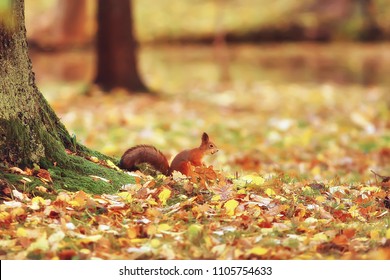 kichigin s portfolio on shutterstock