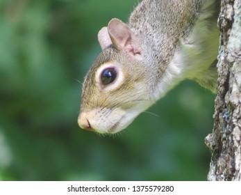 Squirrel Being Mischevious