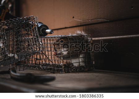Squirrel Being Removed After Live Trapping