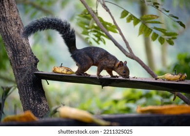 Squirrel In A Bird Feeder