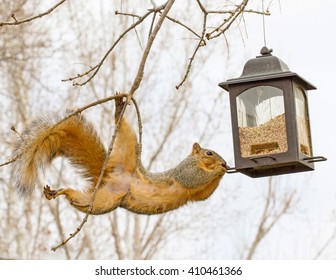 Squirrel With Bird Feeder