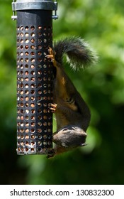 Squirrel And Bird Feeder Close Up