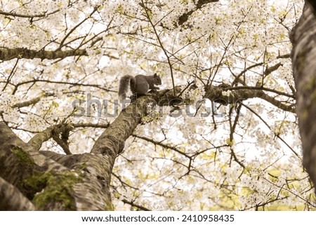 A squirrel in the blosson tree