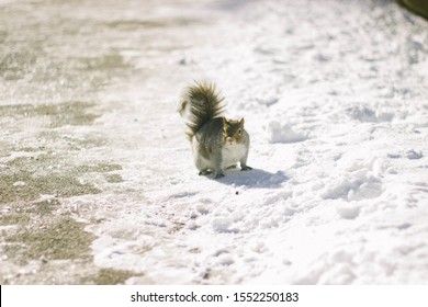 Squirrel At Boston Common Winter