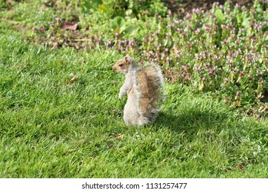 Squirrel In Brandon Hill, Bristol