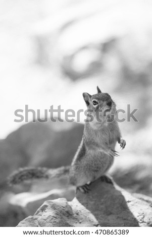 Similar – Image, Stock Photo Moar cracker…? Animal