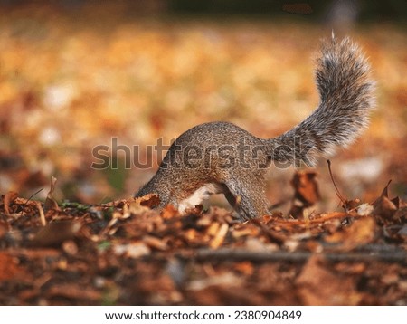 Squirrel burying nuts in autumn leaves