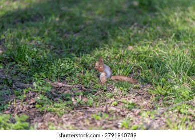 Squirrel by tree. Rustcolored squirrel sheltered near roots within tranquil park setting. Small red squirrel standing guard beside aged oak amidst peaceful woodland environment