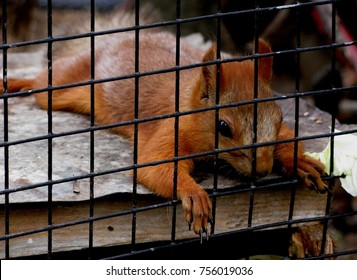 squirrel cage