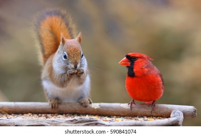 Squirrel And Cardinal At Bird Feeder.  