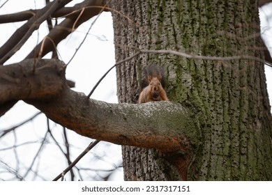 A squirrel caught stealing a walnut