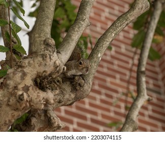 Squirrel Caught In Tree In The Middle Of The City In Orlando, Miami