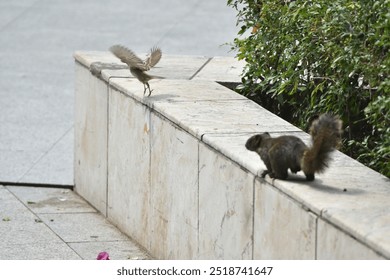 A squirrel chasing a bird  - Powered by Shutterstock