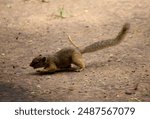 squirrel chasing flying insects action shots