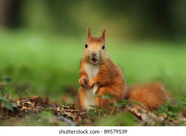 Squirrel Chewing