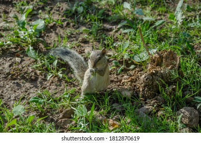 Squirrel Chewing On Grass Standing Up