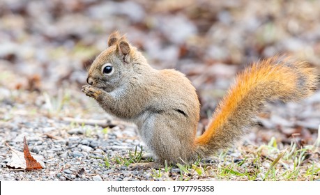 A Squirrel Chewing On A Nut