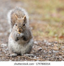 A Squirrel Chewing On A Nut