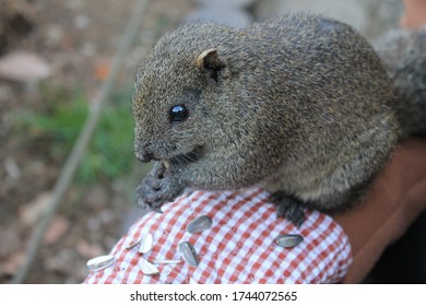 Squirrel Chewing On A Sunflower Seed