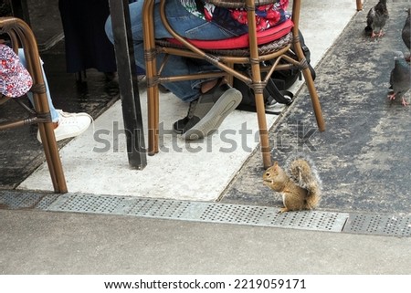 squirrel in a city summer cafe, eats food thrown by people dining in a restaurant, summer, day, miami, lincoln road, summer, usa