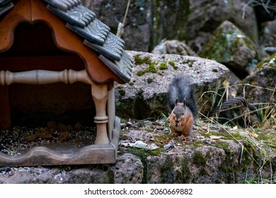A squirrel clicks pine nuts on a stone. Brown squirrel near the feeder in the forest. Animals in the national park.