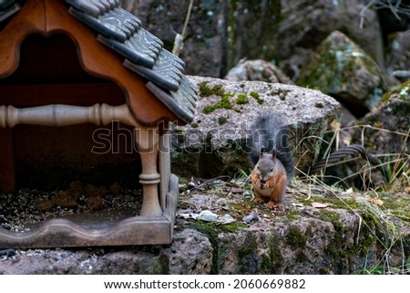 A squirrel clicks pine nuts on a stone. Brown squirrel near the feeder in the forest. Animals in the national park.