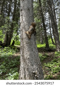 A squirrel is climbing down the tree