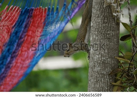 squirrel climbing down a tree.