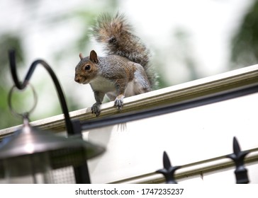 A squirrel climbing on the fence to reach the bird feeder