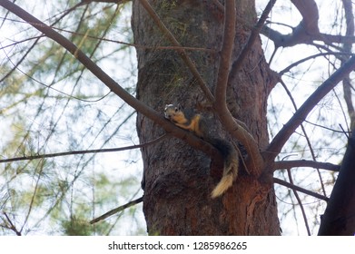 A squirrel is climbing on the tree.