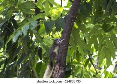 Squirrel climbing on tree 