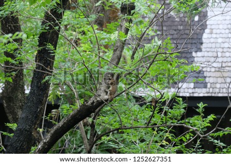 Image, Stock Photo Playing cats Climbing