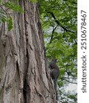 Squirrel climbing up a tree