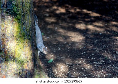 squirrel climbing a tree.