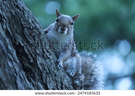 A squirrel climbing a tree