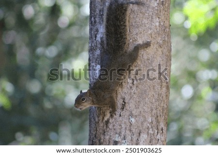 
Squirrel climbing the tree in Monte Verde