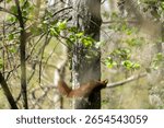 A squirrel is climbing up a tree. The tree is surrounded by green leaves. The squirrel is brown in color