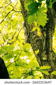 A squirrel climbing up a tree trunk surrounded by bright green leaves in a forest