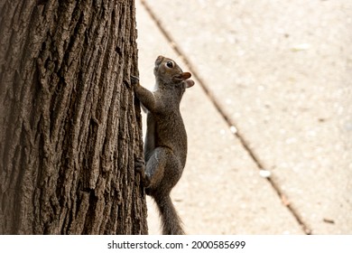 A Squirrel Climbing It's Way Up A Tree. Urban Animals.