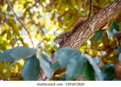 A squirrel climbs on the tree.