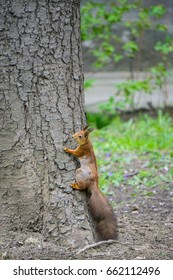 The Squirrel Climbs Up In The Tree Trying To Avoid Unwanted Attention