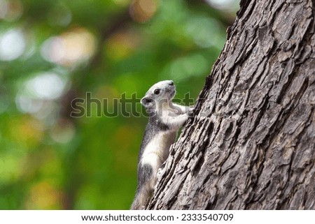 Squirrel Climbs in Trees ,Finlayson Squirrel  (Callosciurus finlaysonii) Climbs in Trees. Stock photo © 