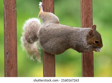 Squirrel Clinging To The Deck Railing