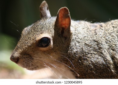 Squirrel up close