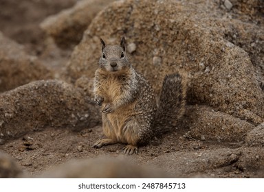 squirrel close up looking straight into the camera amongst rocks in a park - Powered by Shutterstock