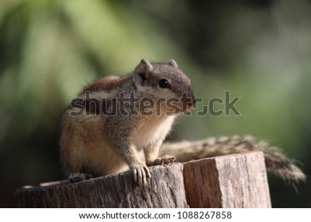 squirrel closeup hard to capture that moment but never giveup 